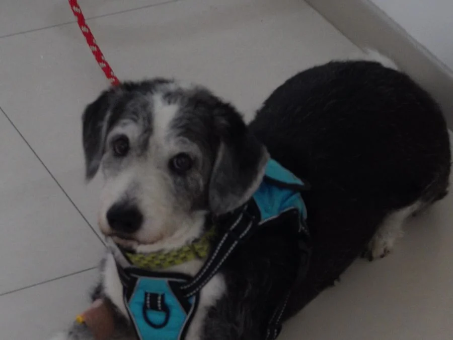 Perro en un espacio de atención veterinaria